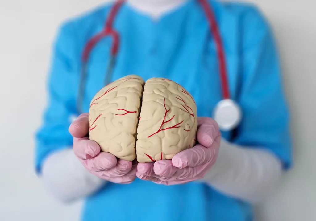 Healthcare professional holds a detailed model of a human brain with visible blood vessels in a clinical setting