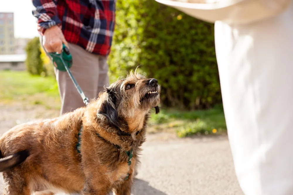 Dog lunging toward a pedestrian while being restrained on a leash.