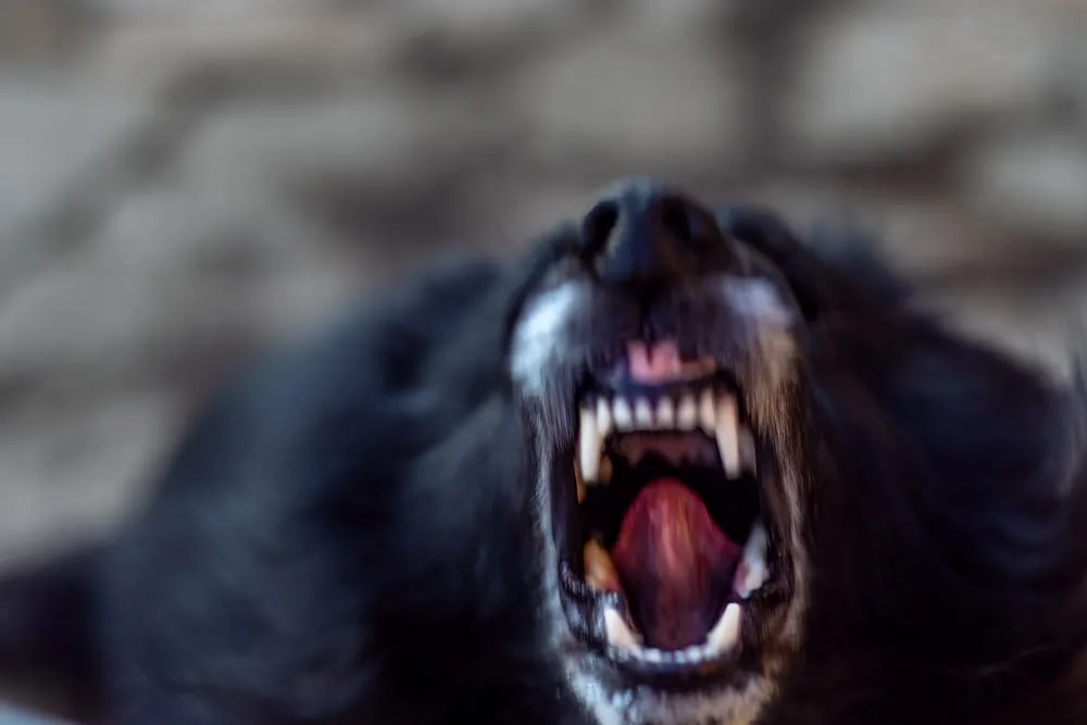 Aggressive dog barking with exposed teeth, illustrating dangerous behavior relevant to Texas dog bite cases.