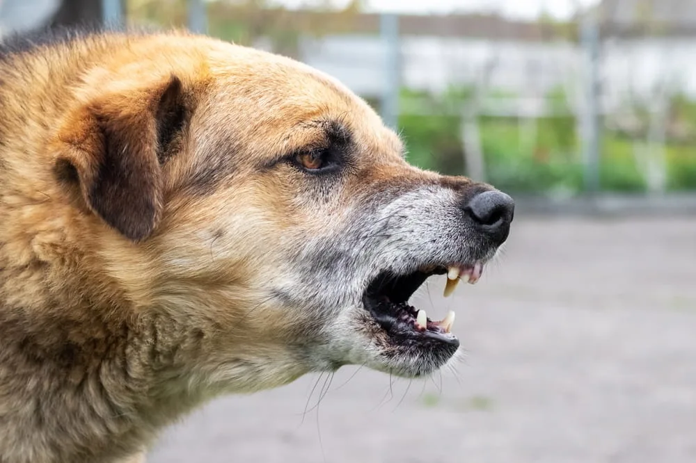 Growling dog displaying aggressive behavior that may lead to a dog bite incident in Texas.